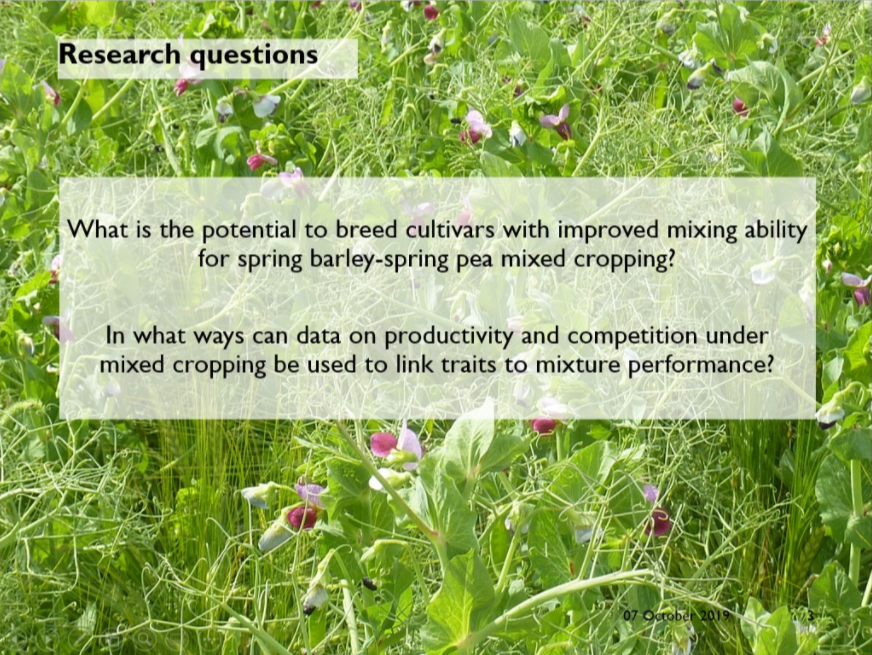 Breeding-for-crop-mixtures-Opportunities-and-challenges 2