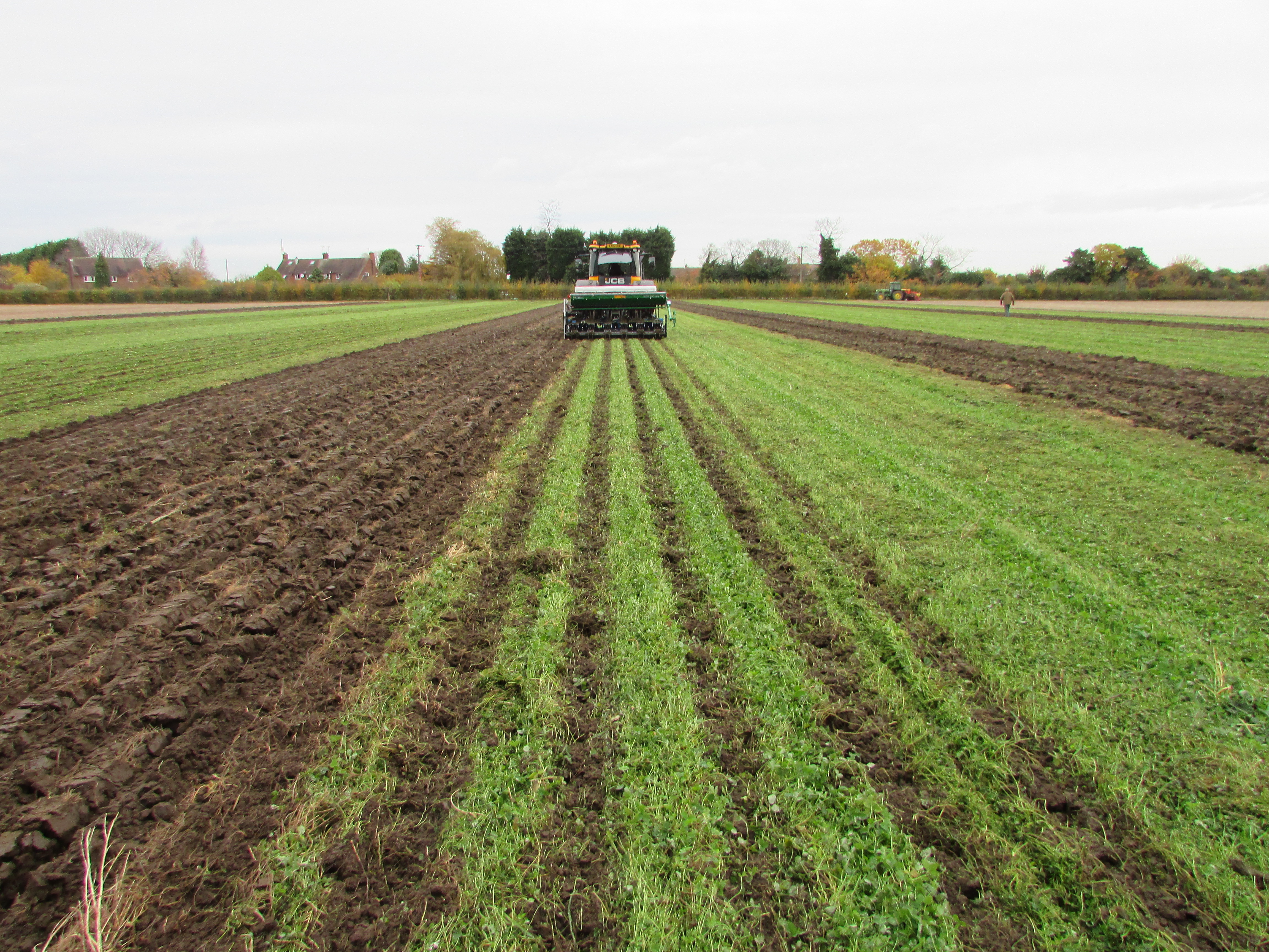 Managing mulches: the challenges of clover and climate